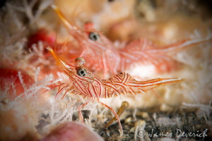 Two / Hinged back dancing shrimp by James Deverich 